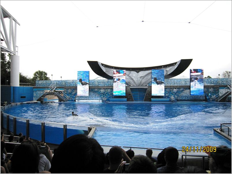 39 SeaWorld, Orlando - Showet 'Believe' - Med bl.a. Shamu!